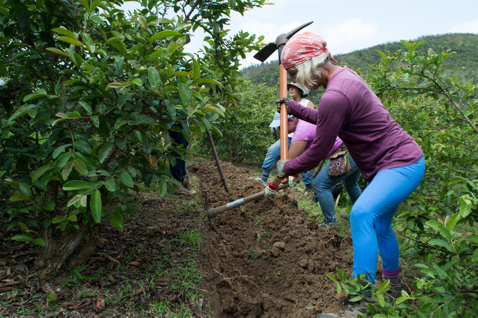 Puerto Rico’s Youth Are Now Getting Into Farming